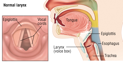 vocal-cords